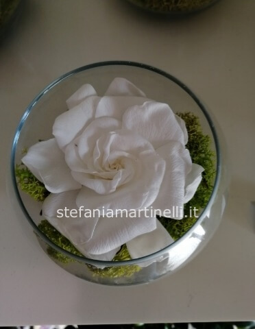 gardenia stabilizzata